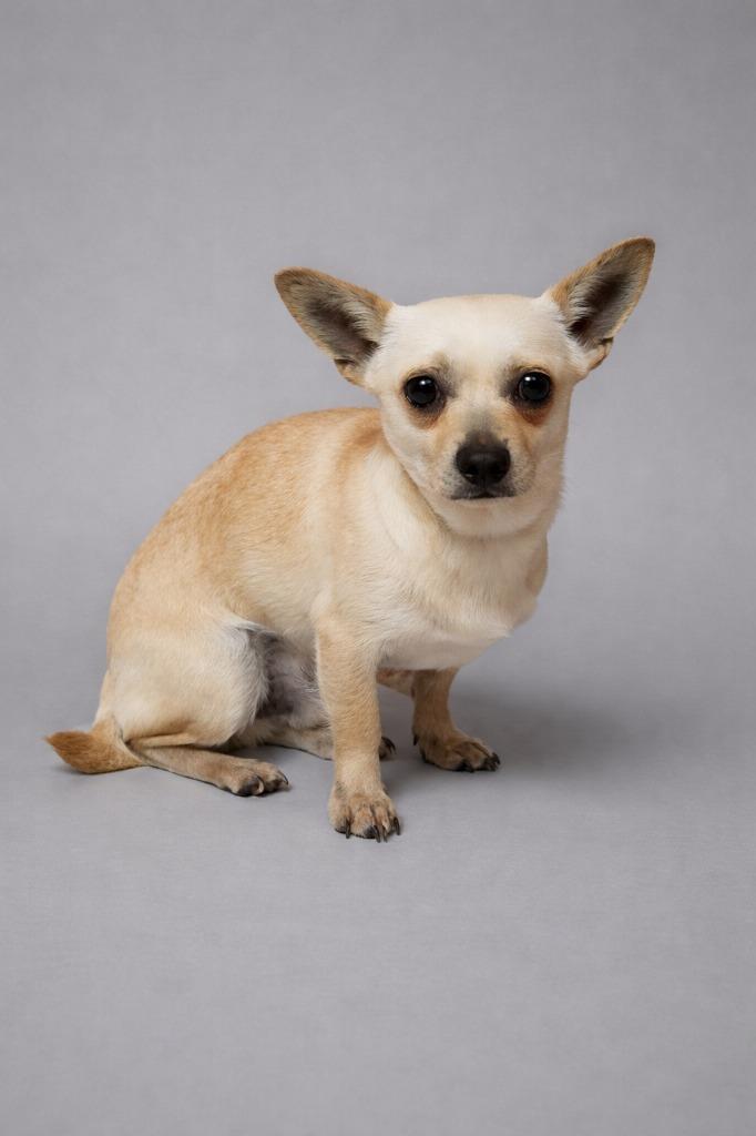 Enlarge Chappo, a Adoptable Chihuahua in Hardeeville, SC image 1/1
