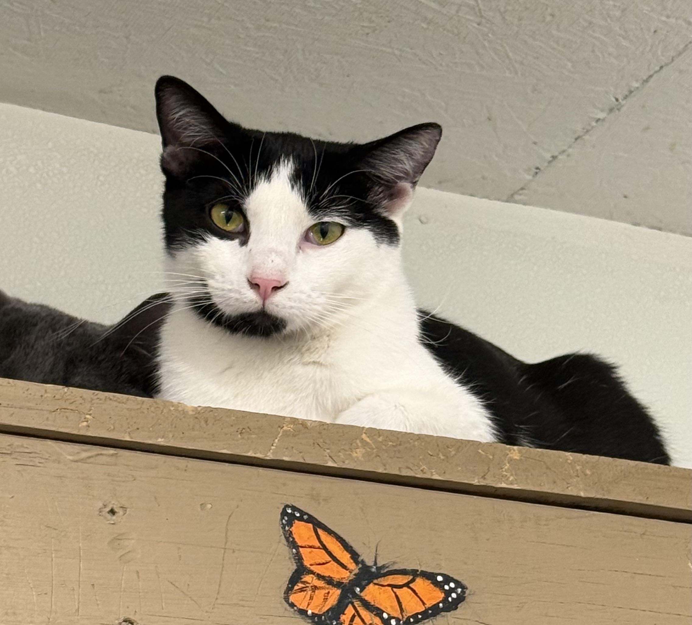 Enlarge Naomi, a Adoptable Domestic Short Hair in Bella Vista, AR image 1/1