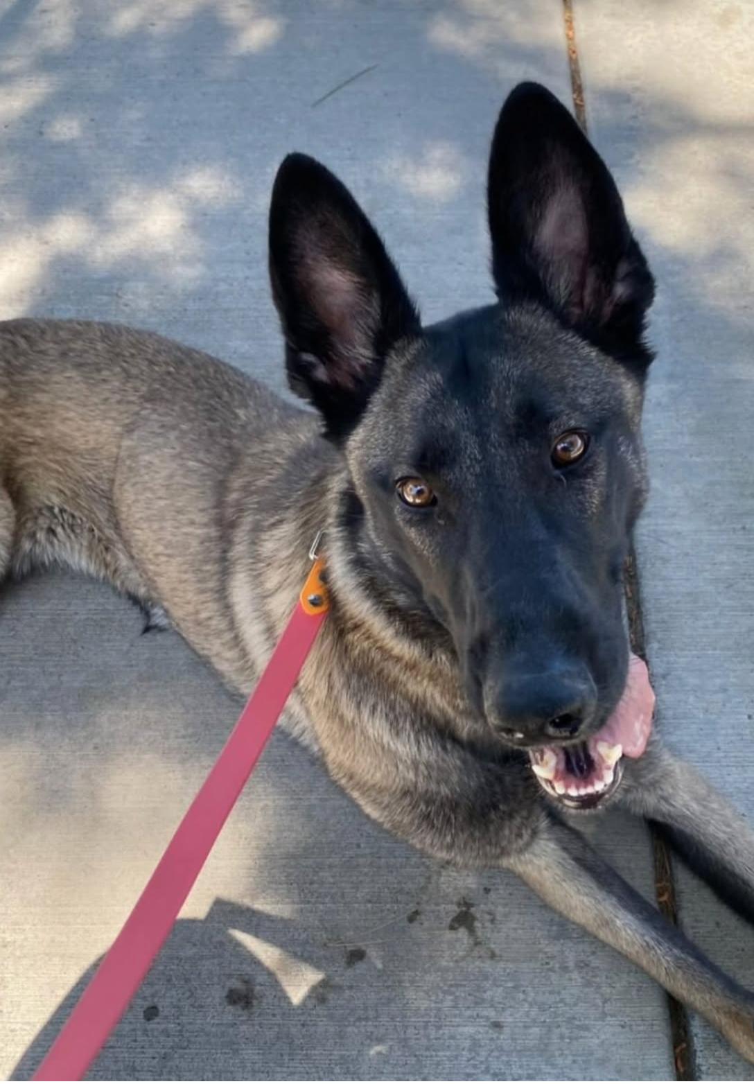 Will you give this tripod his happily ever after?