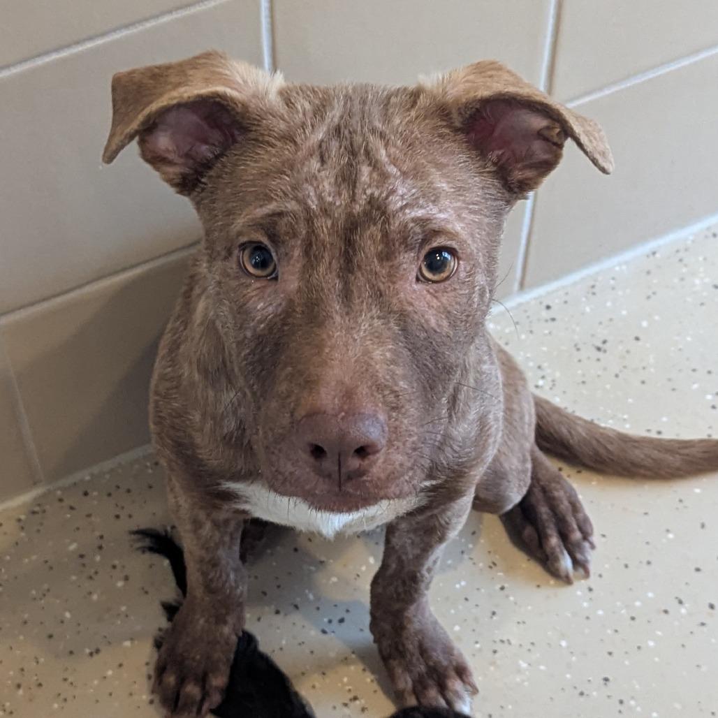 Rink , adopted, Puppy Male Mixed Breed.