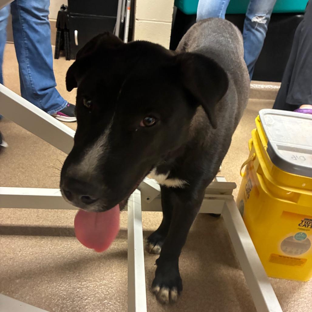 Enlarge Bill, a Adoptable Pit Bull Terrier in Hinesville, GA image 2/2