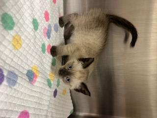 Enlarge CROWLEY, a Adoptable Domestic Short Hair in Norco, CA image 1/1