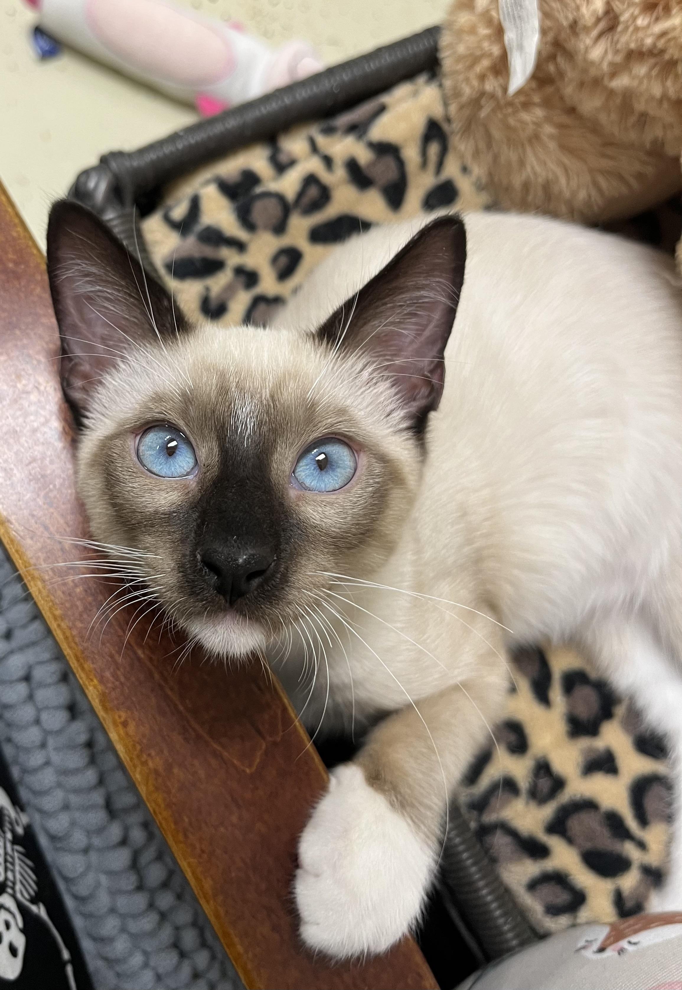 Enlarge Purrlot, an adopted mixed breed in Hillsboro, TX image 2/5