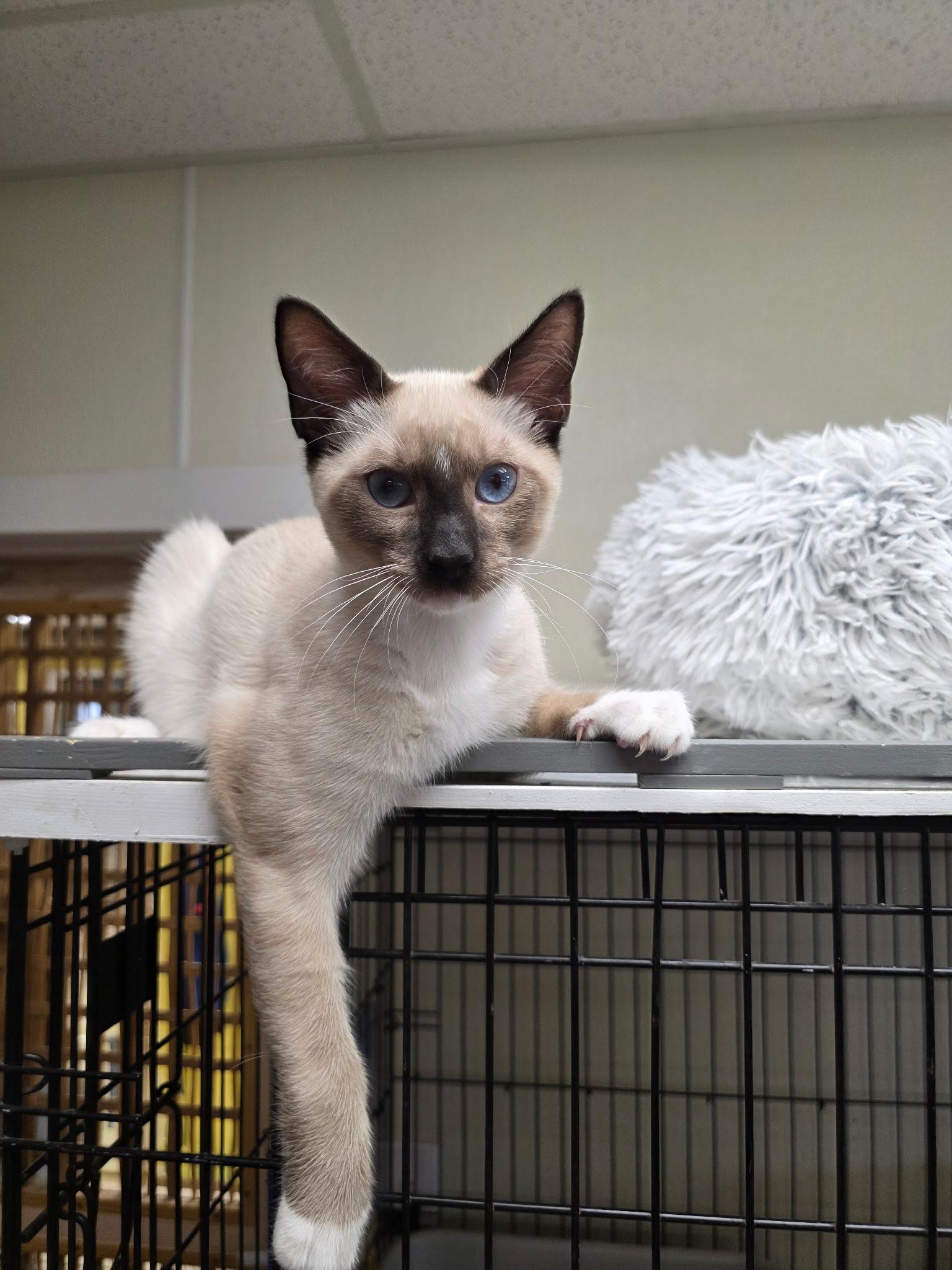 Enlarge Purrlot, an adopted mixed breed in Hillsboro, TX image 1/5