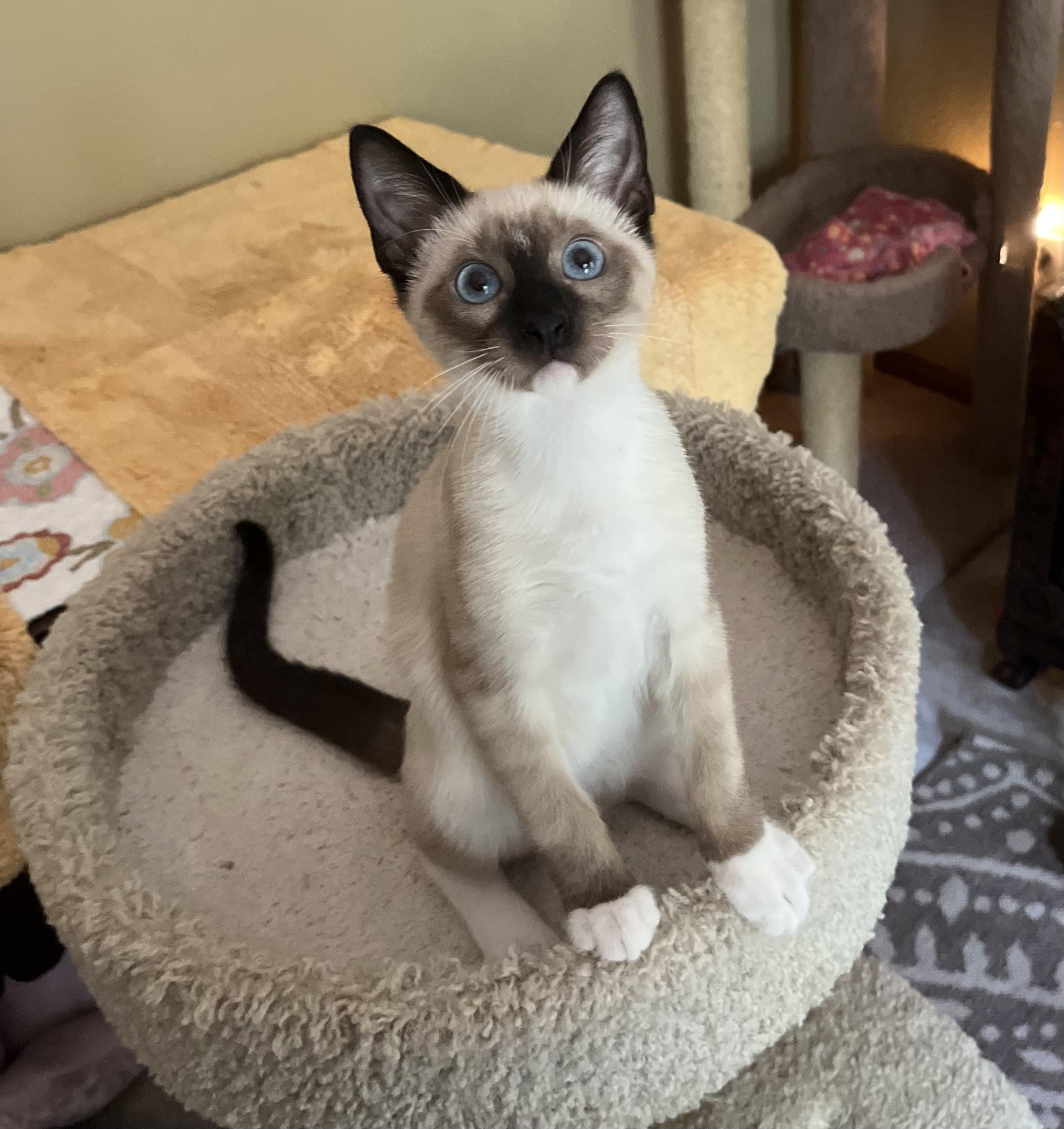 Enlarge Purrlot, an adopted mixed breed in Hillsboro, TX image 4/5