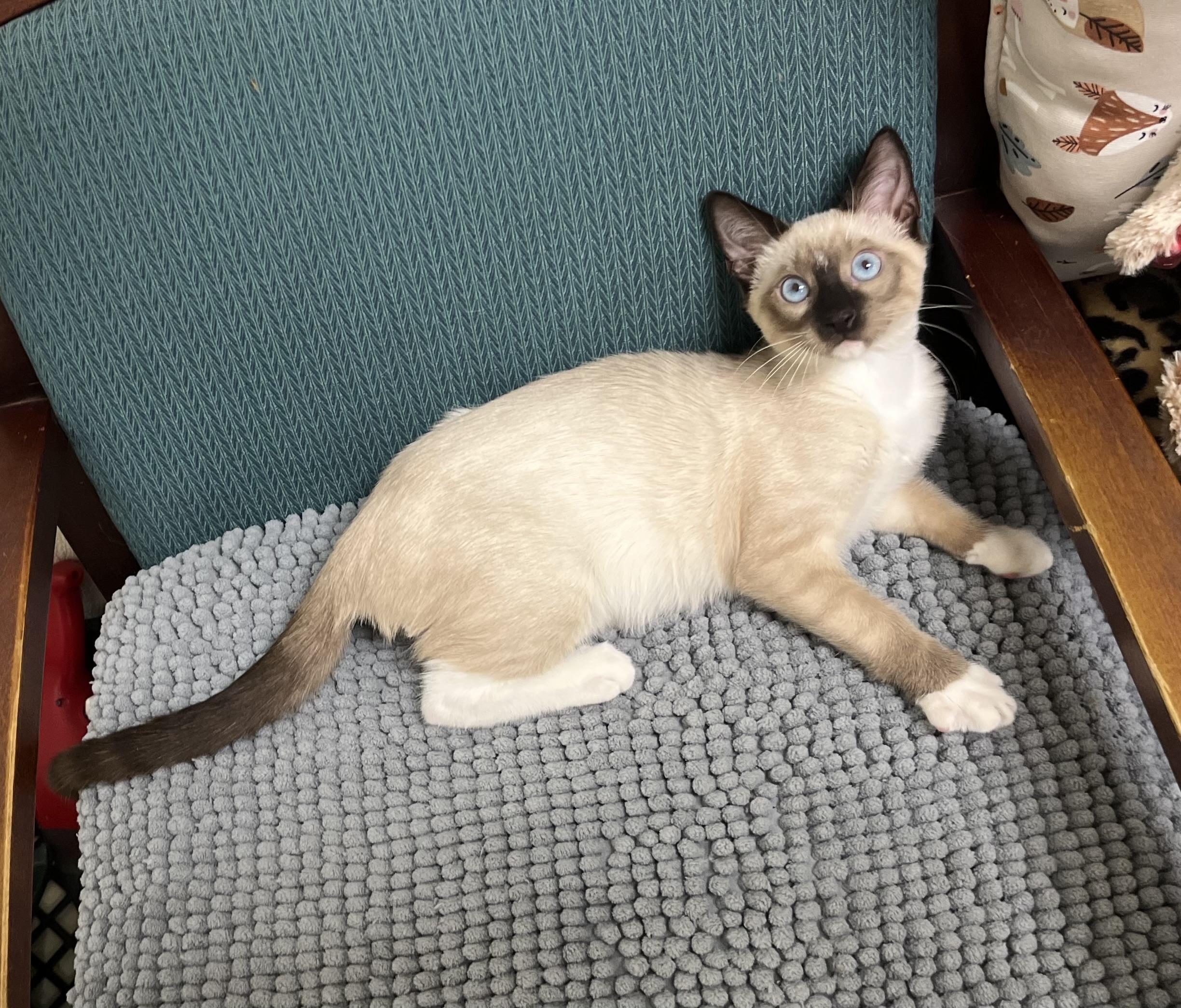 Enlarge Purrlot, an adopted mixed breed in Hillsboro, TX image 3/5