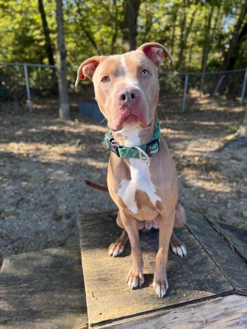 Penn, Adoptable, Young Male Pit Bull Terrier & American Staffordshire Terrier.