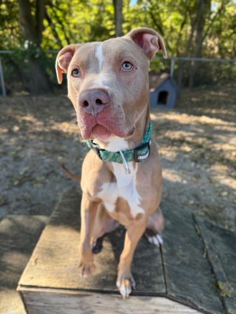 Penn, Adoptable, Young Male Pit Bull Terrier & American Staffordshire Terrier.