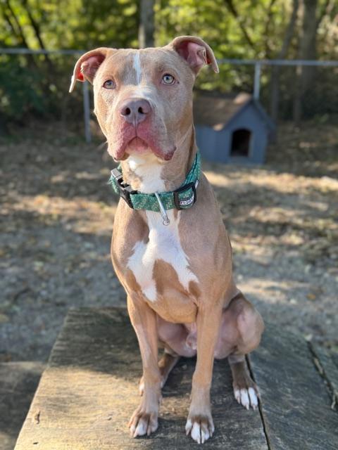 Enlarge Penn, a Adoptable mixed breed in Shelbyville, IN image 3/3