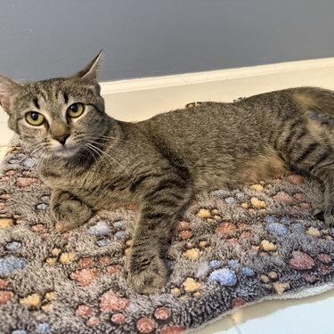 Carissa, Adoptable, Young Female Domestic Short Hair.