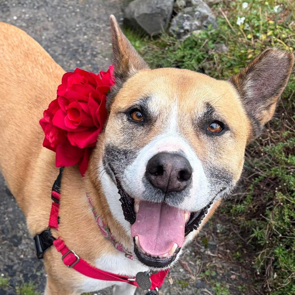 Enlarge Maddy, a ADOPTABLE mixed breed in San Francisco, CA image 3/3