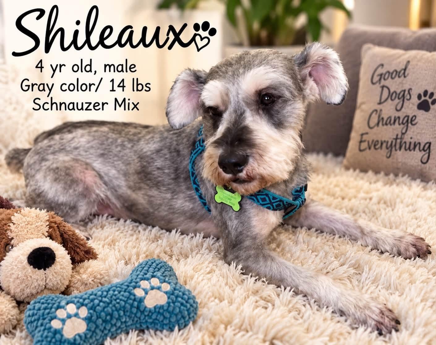 Shileaux, Adoptable, Adult Male Schnauzer.