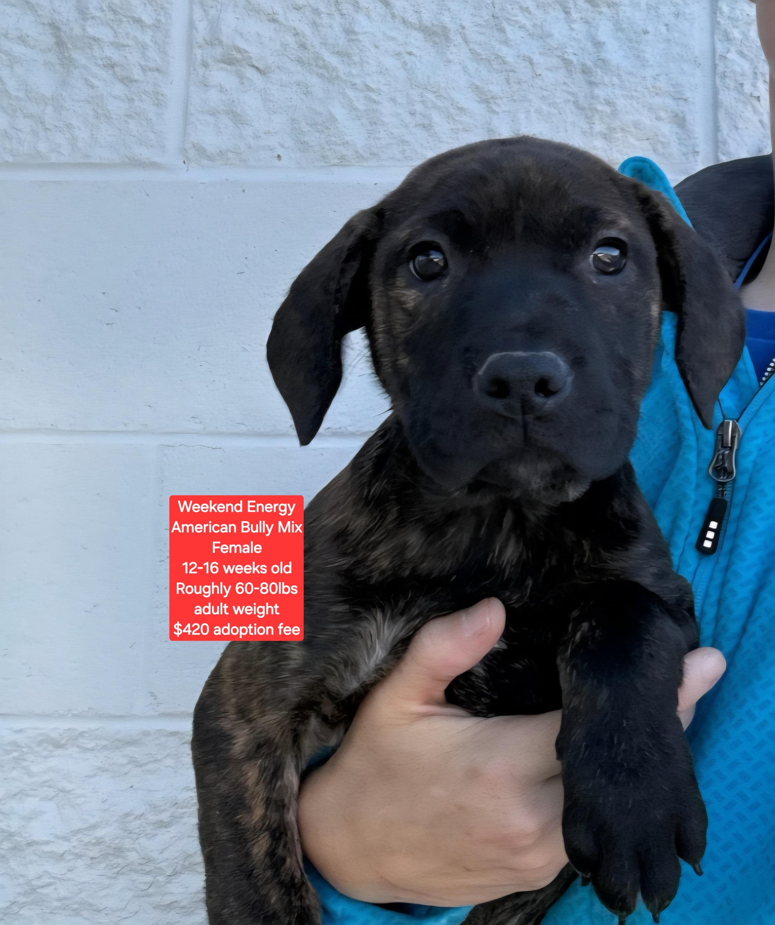 Weekend Energy, ADOPTABLE, Puppy Female American Bully.