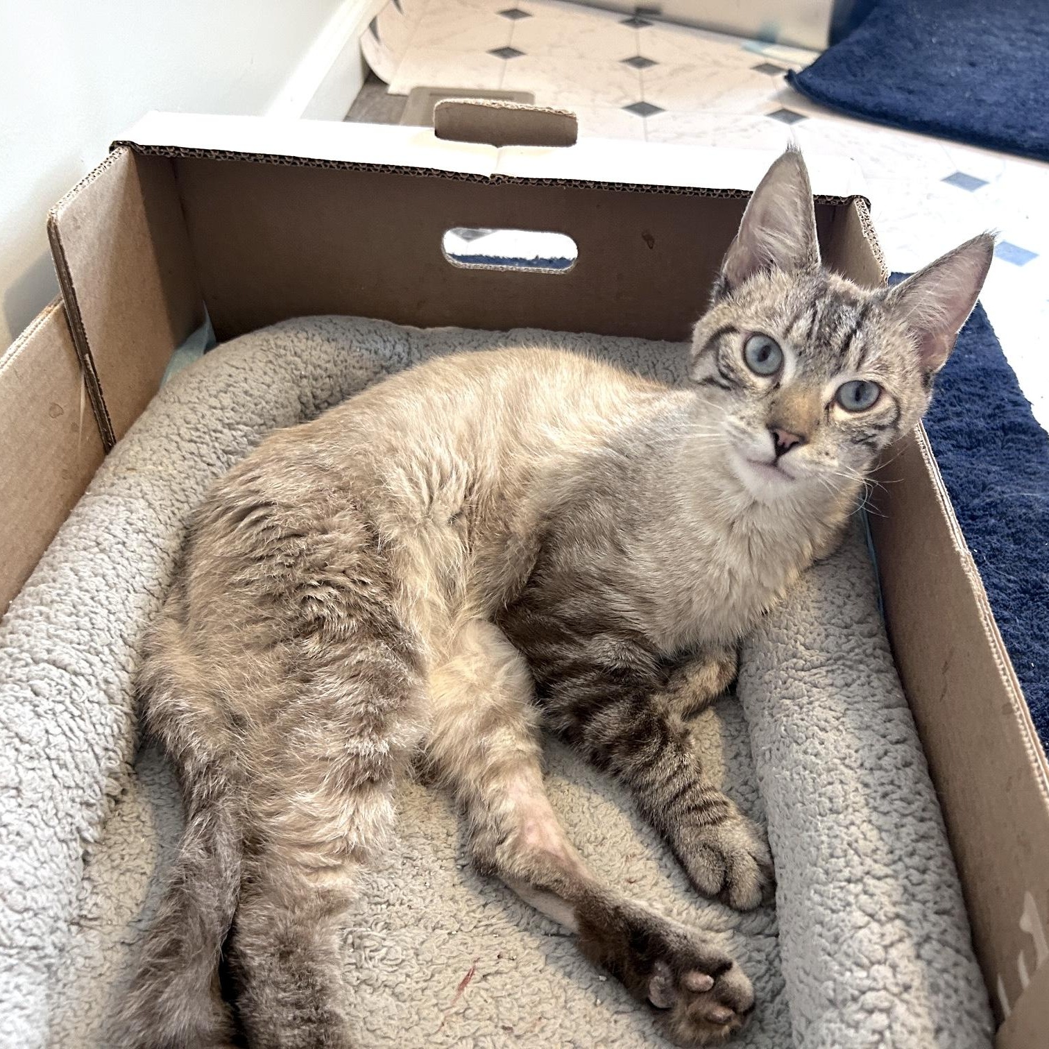 Enlarge Olaf, a Adopted Applehead Siamese in Lancaster, PA image 1/3