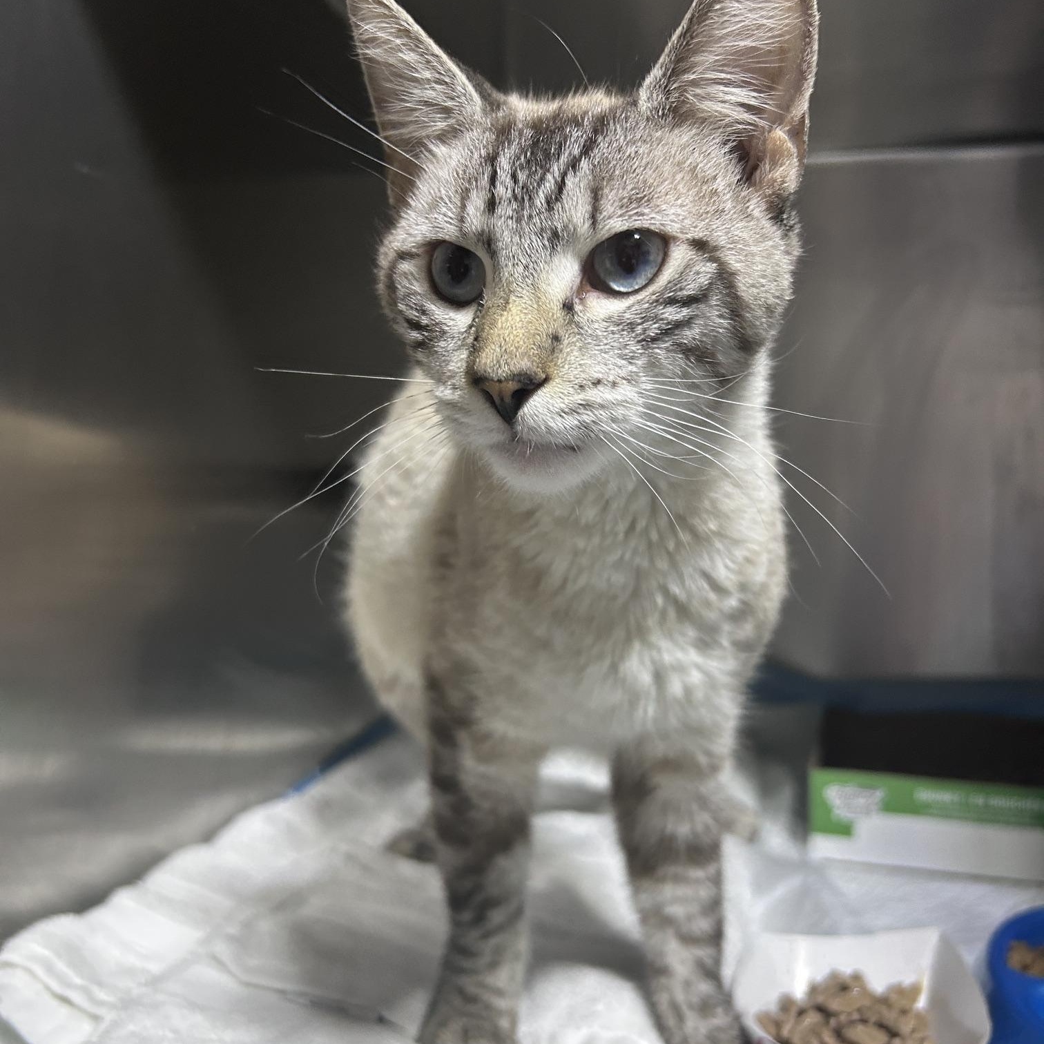 Enlarge Olaf, a Adopted Applehead Siamese in Lancaster, PA image 2/3