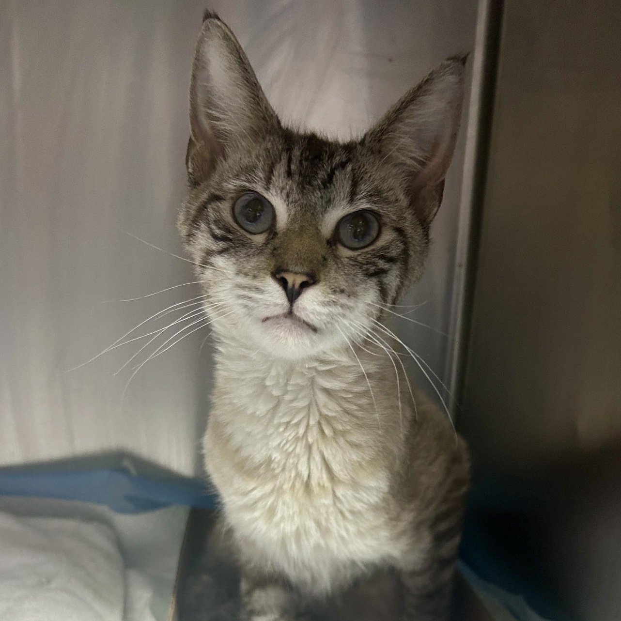 Enlarge Olaf, a Adopted Applehead Siamese in Lancaster, PA image 3/3