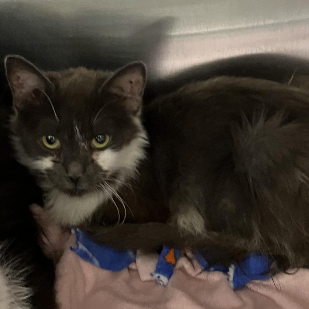 Seth, Adoptable, Adult Female Domestic Long Hair.
