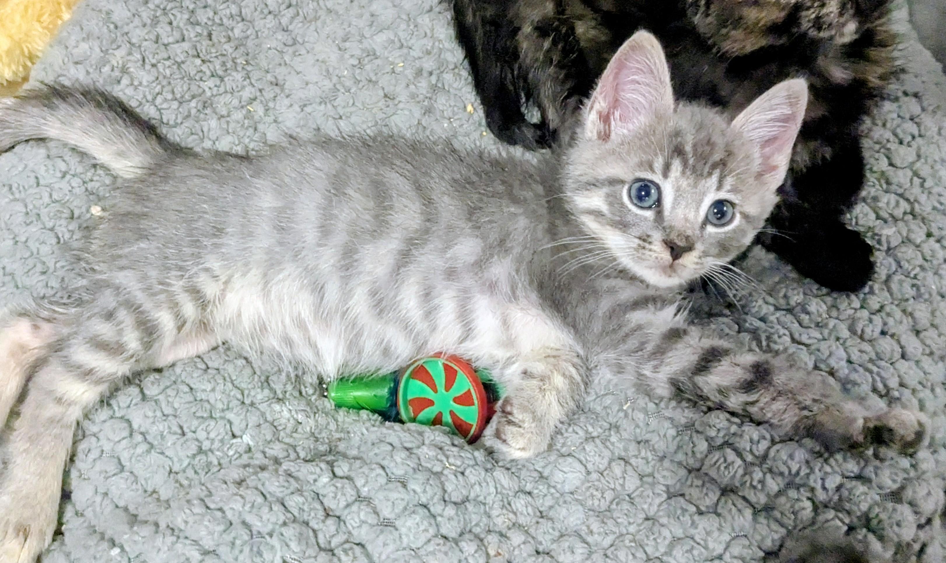Bob Newhart, an adopted Domestic Short Hair in Chesapeake Beach, MD image 2/3