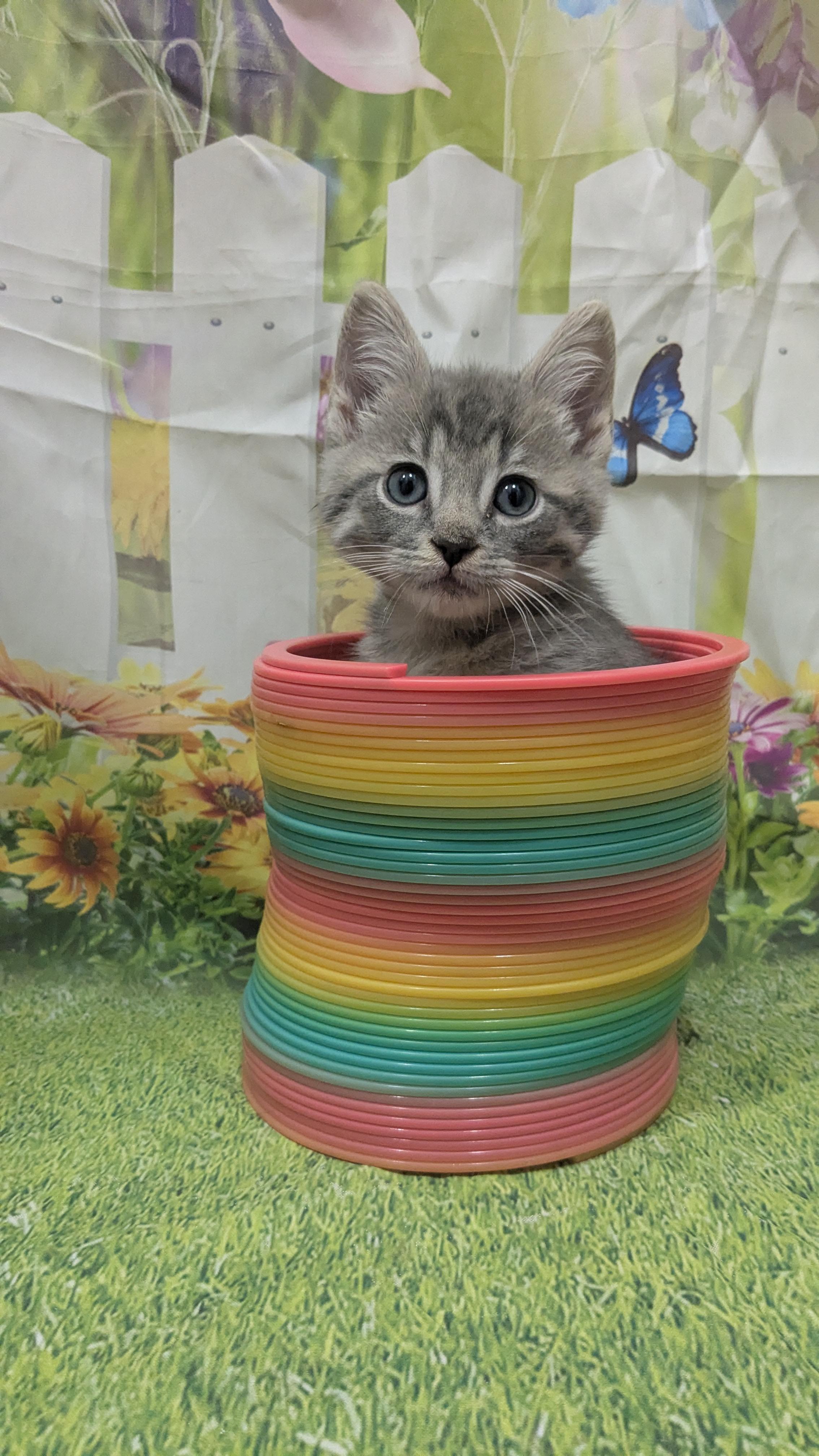 Bob Newhart, an adopted Domestic Short Hair in Chesapeake Beach, MD image 3/3