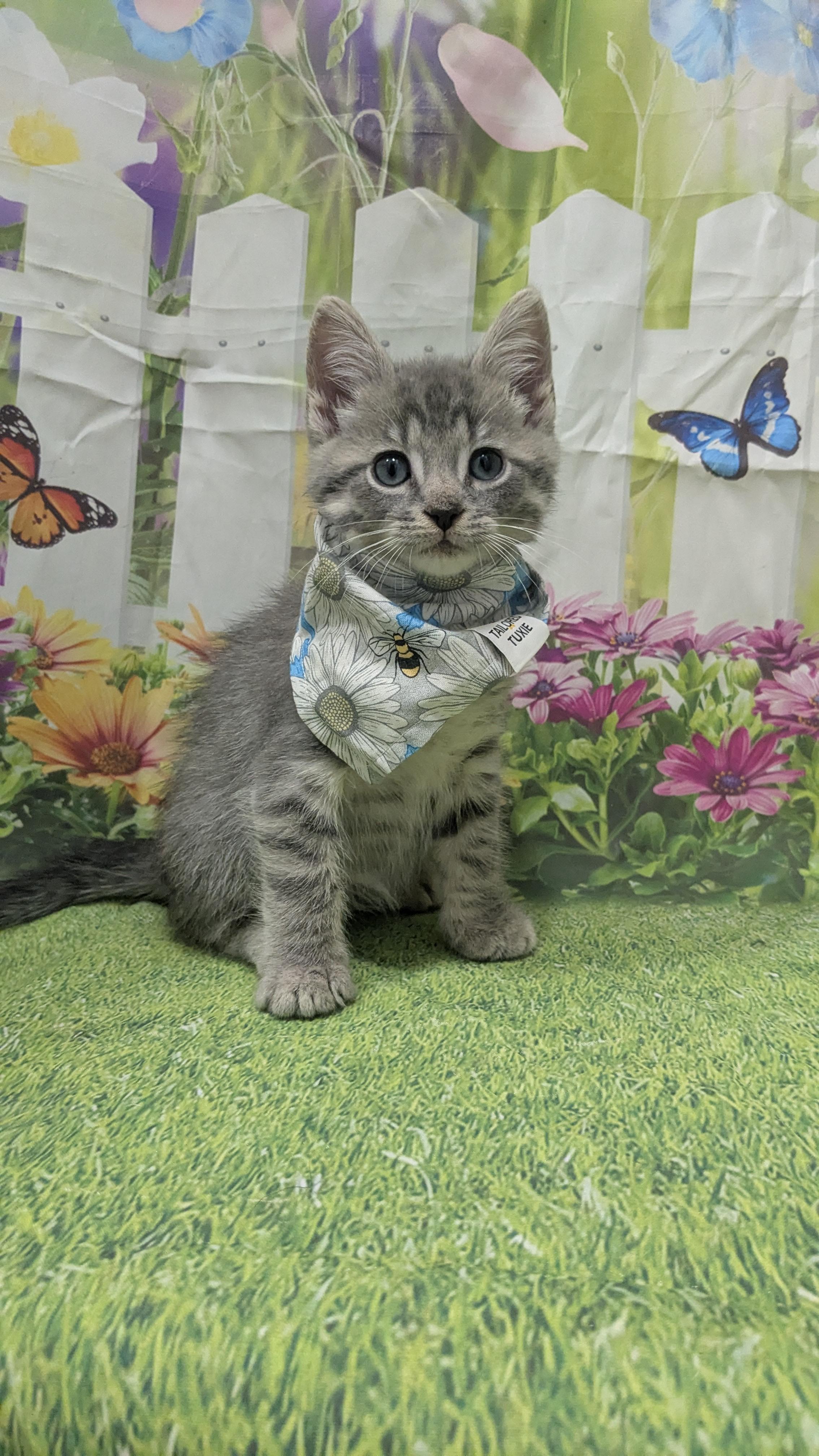 Bob Newhart, adopted, Kitten Male Domestic Short Hair.