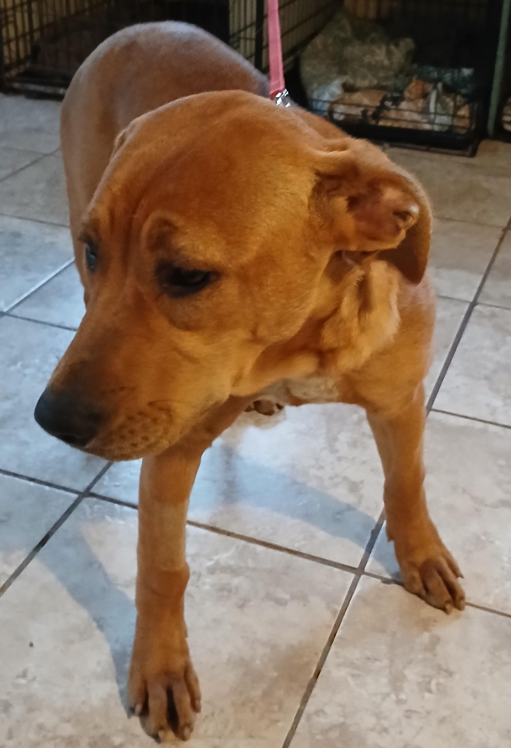 Sandy (GREAT PUPPY), a Adoptable mixed breed in Newfoundland, PA image 3/3