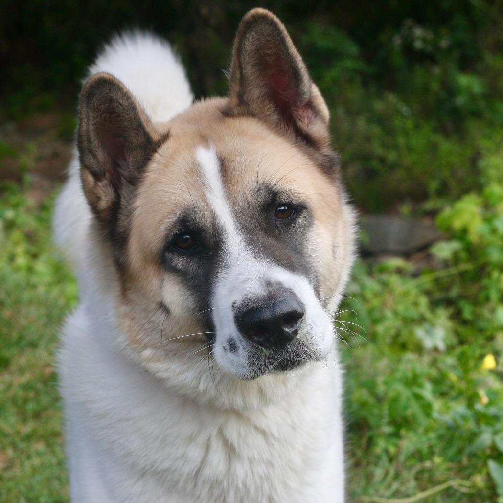 Enlarge Kash, a Adoptable Akita in Allentown, PA image 1/3