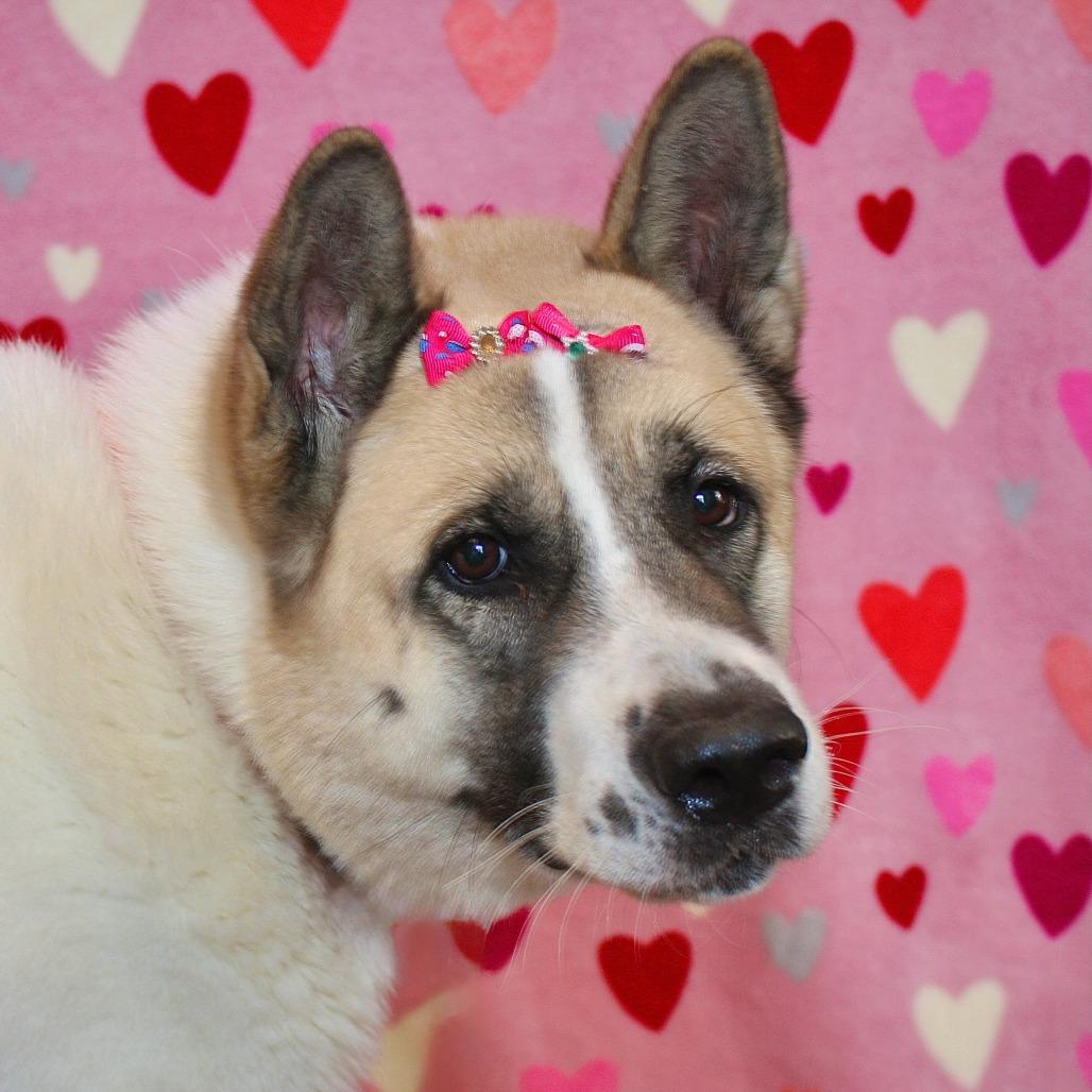 Enlarge Kash, a Adoptable Akita in Allentown, PA image 3/5