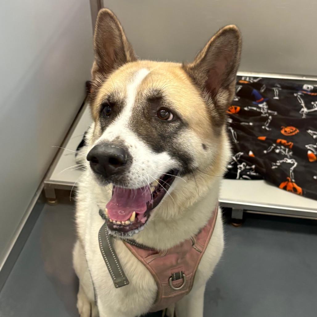 Enlarge Kash, a Adoptable Akita in Allentown, PA image 3/3