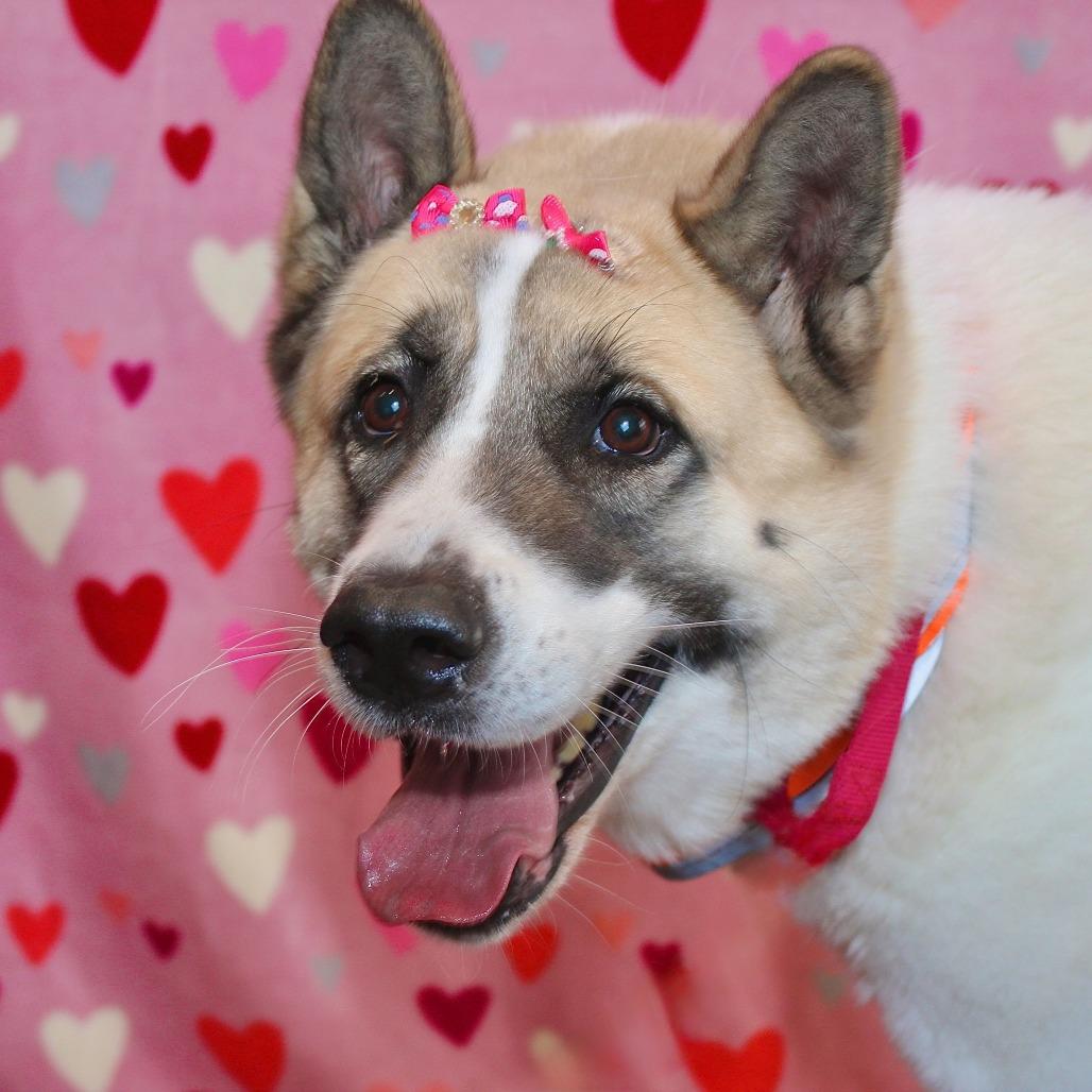 Enlarge Kash, a Adoptable Akita in Allentown, PA image 5/5