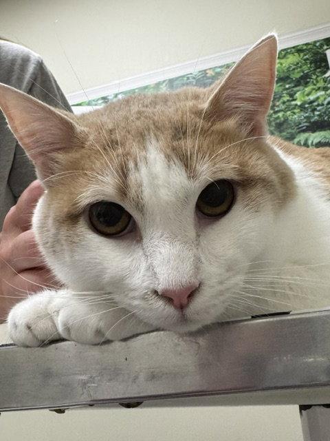 Comet, a Adoptable Domestic Short Hair in Lancaster, PA image 1/3