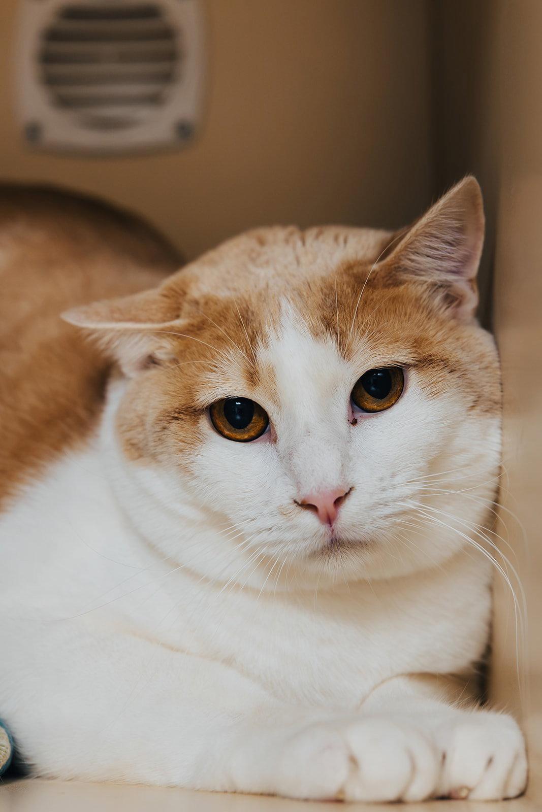 Comet, a Adoptable Domestic Short Hair in Lancaster, PA image 2/3