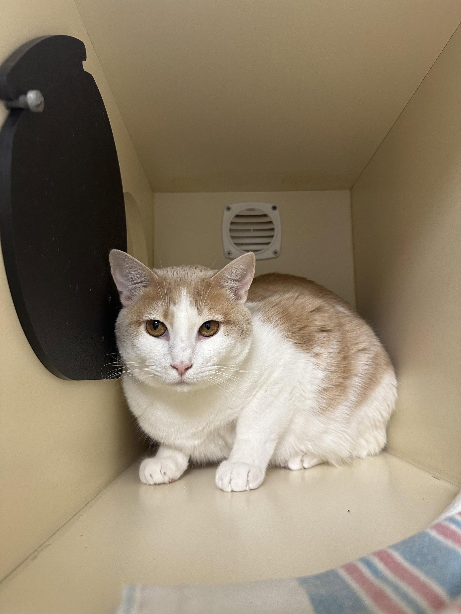 Comet, a Adoptable Domestic Short Hair in Lancaster, PA image 3/3