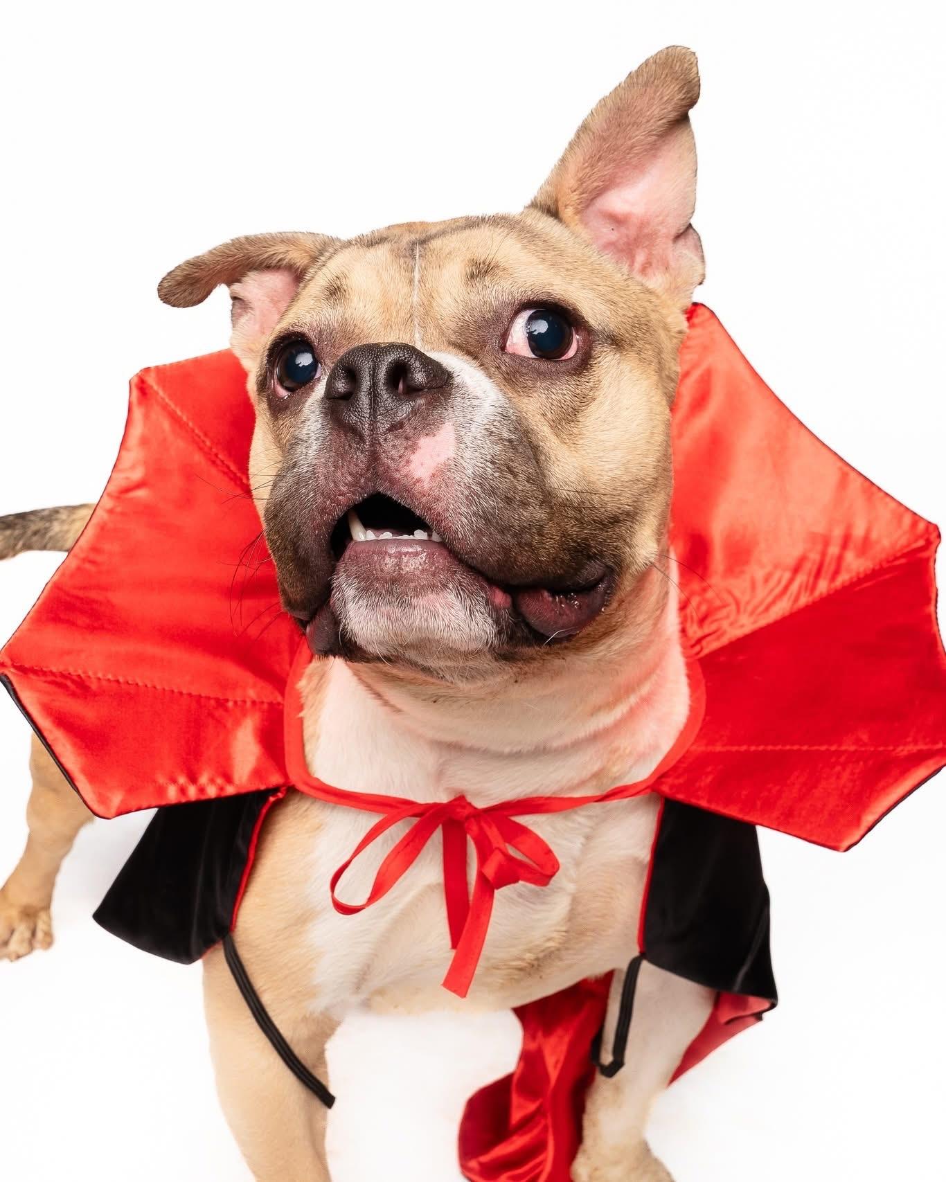 Enlarge Mirabelle, a Adoptable French Bulldog in Saratoga Springs, NY image 1/5