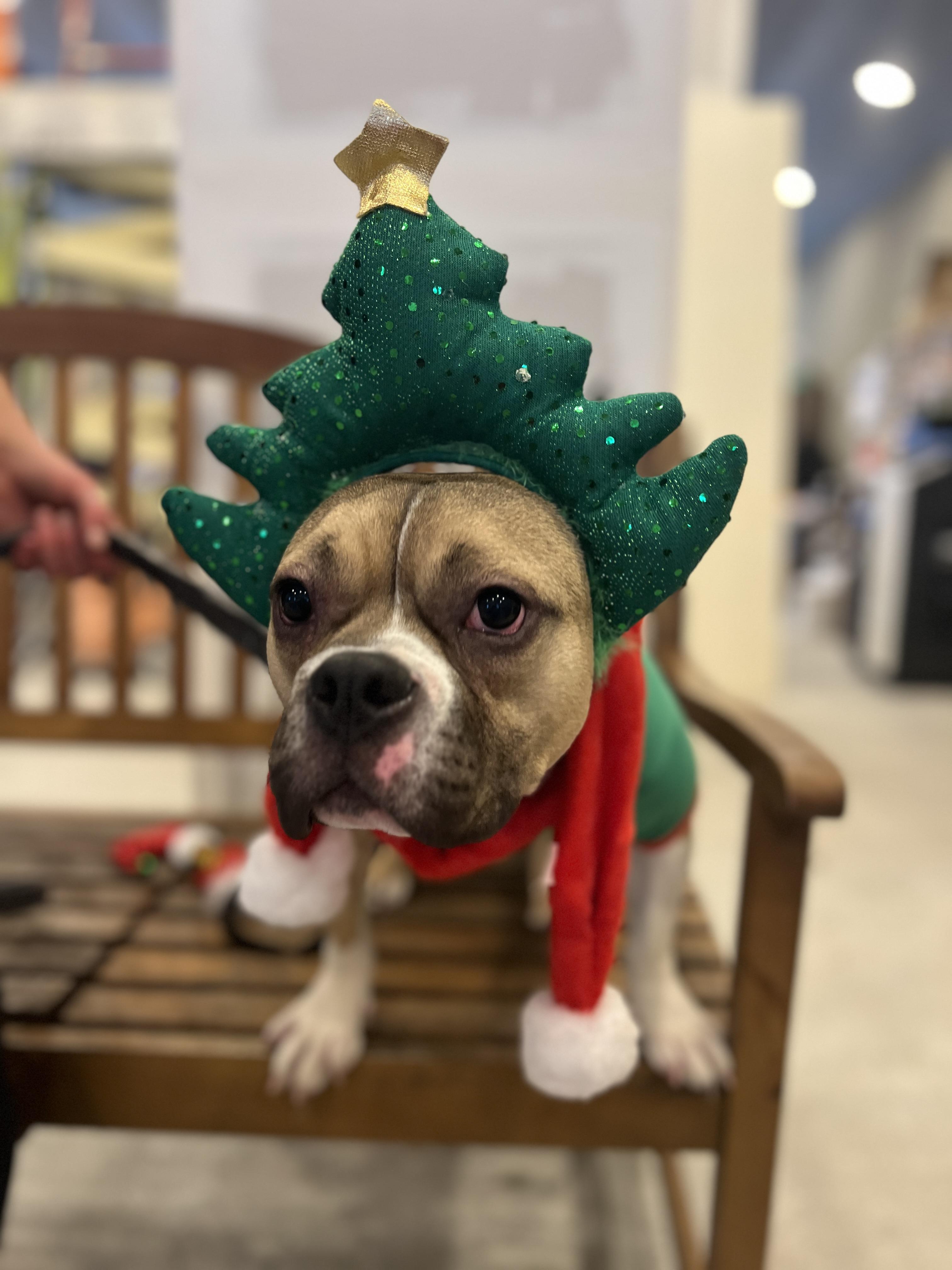 Enlarge Mirabelle, a Adoptable French Bulldog in Saratoga Springs, NY image 1/5