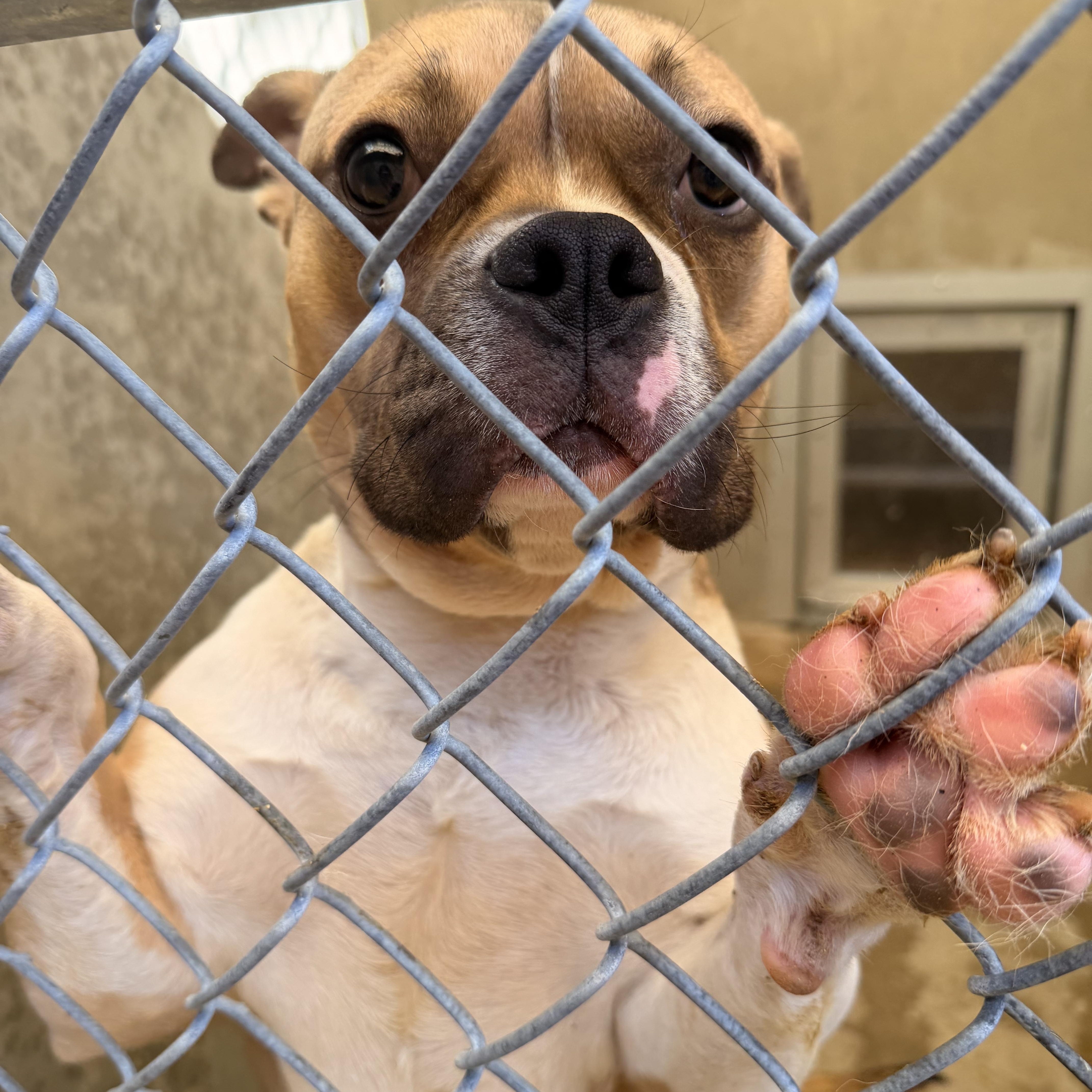 Enlarge Mirabelle, a Adoptable French Bulldog in Saratoga Springs, NY image 5/5