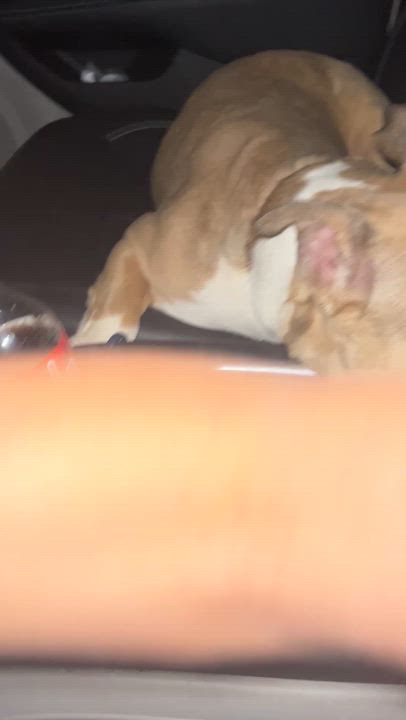 Enlarge Mirabelle, a Adoptable French Bulldog in Saratoga Springs, NY video 2/5