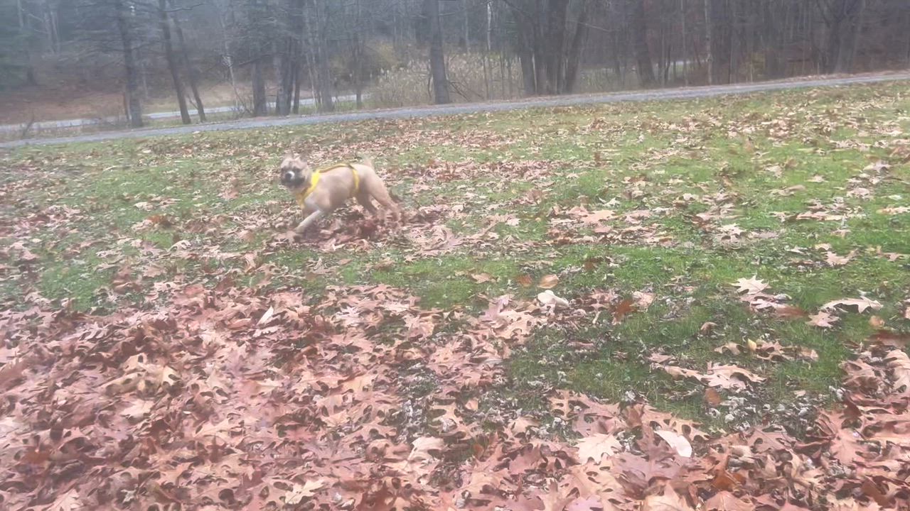 Enlarge Mirabelle, a Adoptable French Bulldog in Saratoga Springs, NY video 3/5