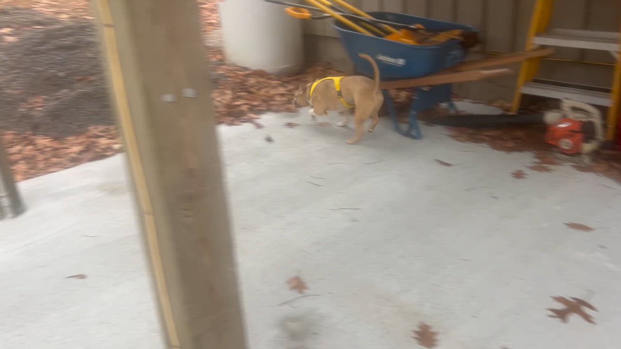 Enlarge Mirabelle, a Adoptable French Bulldog in Saratoga Springs, NY video 4/5