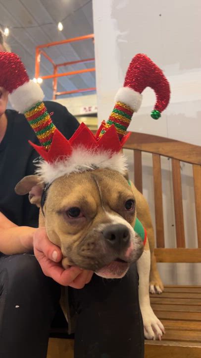 Enlarge Mirabelle, a Adoptable French Bulldog in Saratoga Springs, NY video 5/5