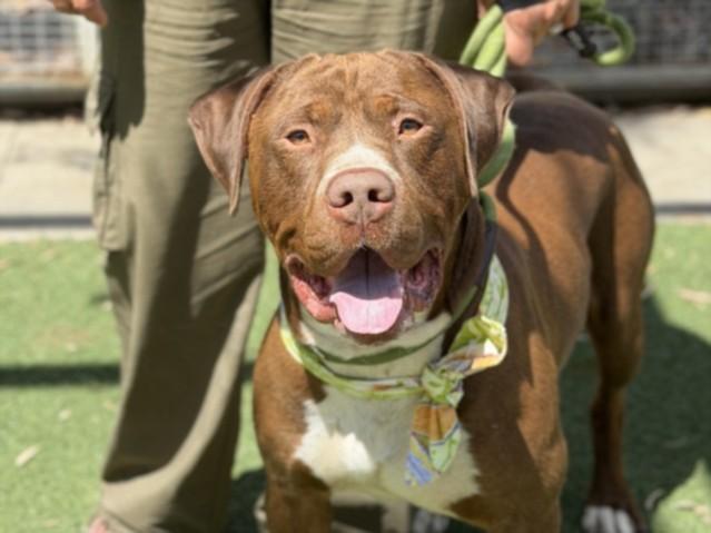 REDLANDS, Adoptable, Young Male Pit Bull Terrier.