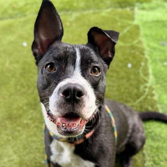 Enlarge Nala, a Adoptable Mixed Breed in Davenport, IA image 1/6