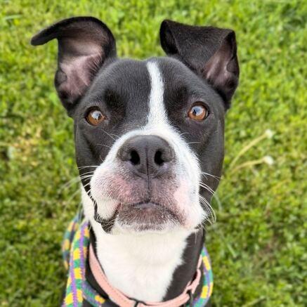 Nala, Adoptable, Young Female Mixed Breed.