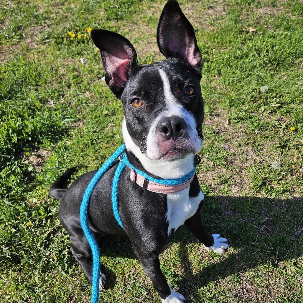 Enlarge Nala, a Adoptable Mixed Breed in Davenport, IA image 3/6