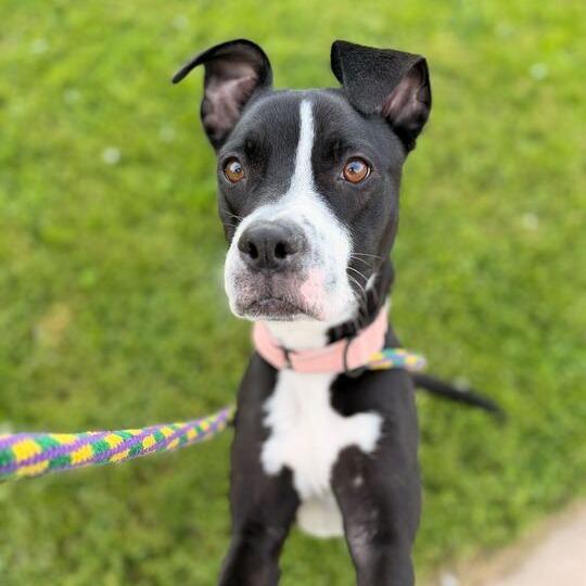 Enlarge Nala, a Adoptable Mixed Breed in Davenport, IA image 4/6