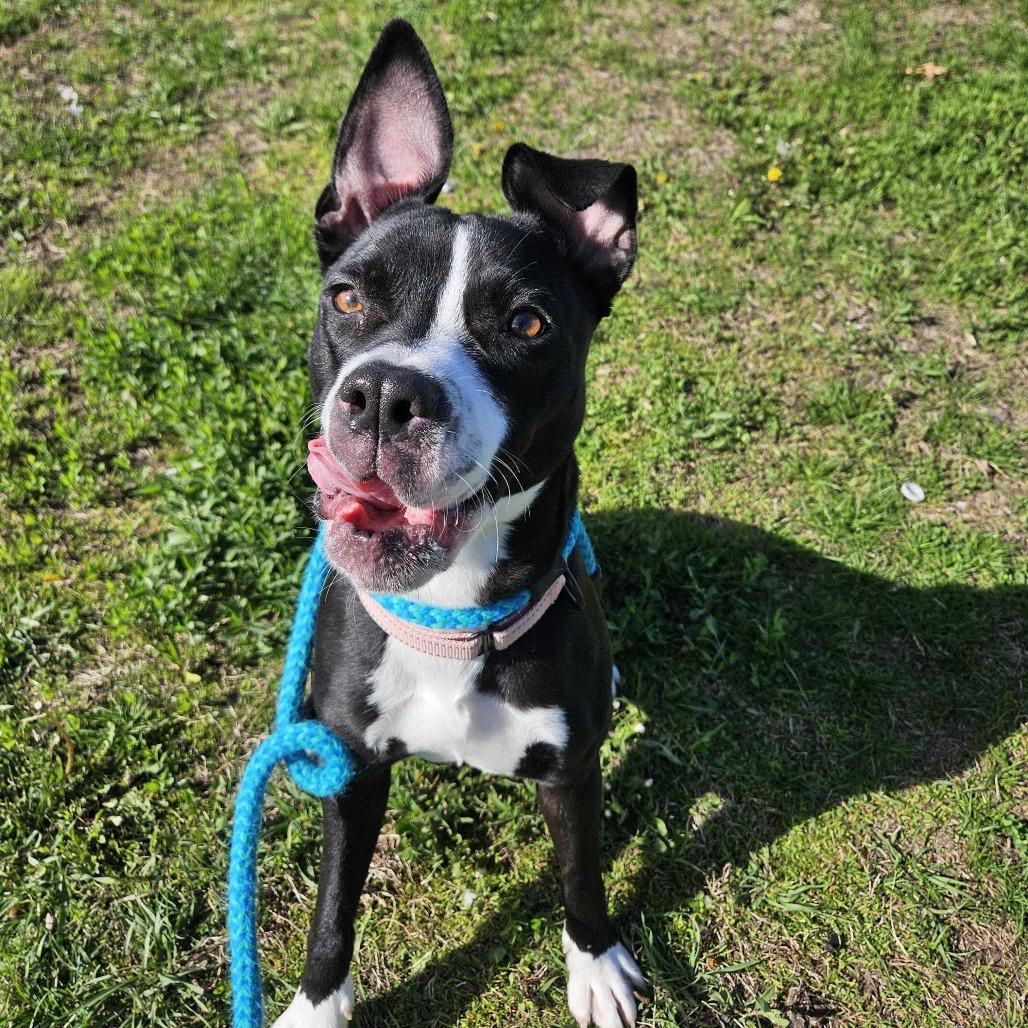 Enlarge Nala, a Adoptable Mixed Breed in Davenport, IA image 5/6