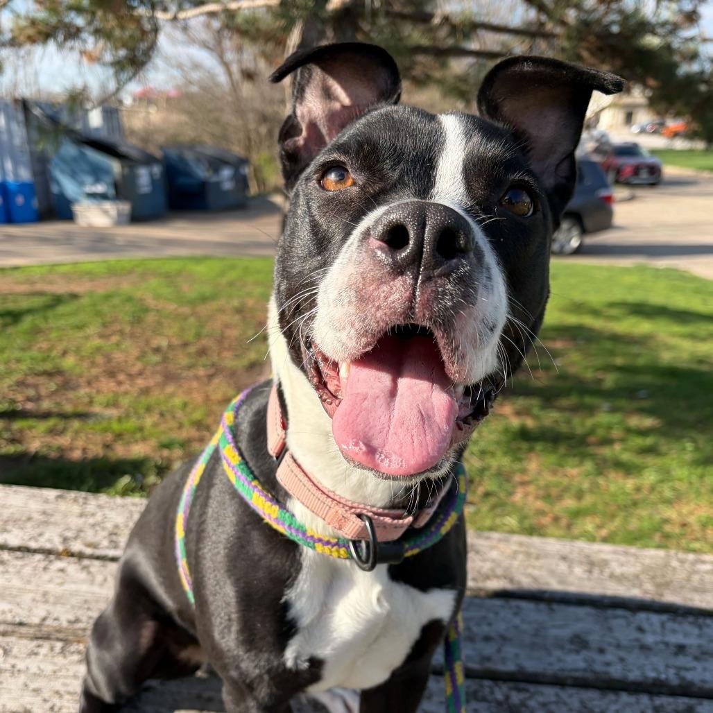 Enlarge Nala, a Adoptable Mixed Breed in Davenport, IA image 6/6