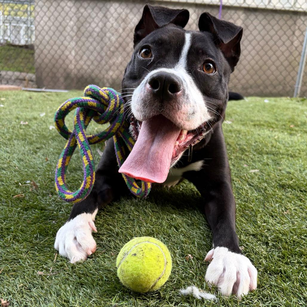Enlarge Nala, a Adoptable Mixed Breed in Davenport, IA image 6/6