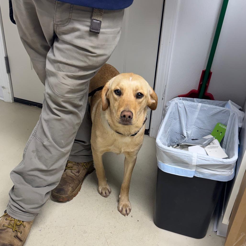 Enlarge Honey, a Adoptable mixed breed in Shelbyville, IL image 1/1