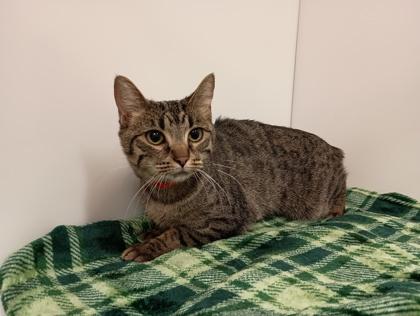 Enlarge Rhinestone Cowgirl, a Adoptable mixed breed in Boulder, CO image 1/2