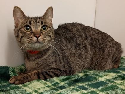 Enlarge Rhinestone Cowgirl, a Adoptable mixed breed in Boulder, CO image 2/2
